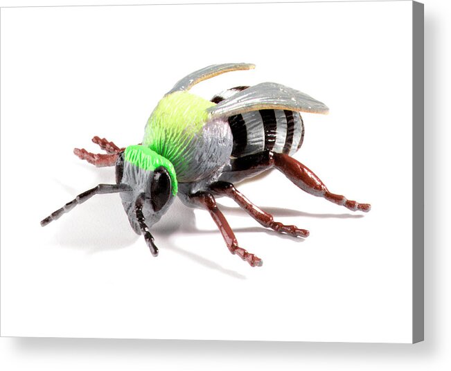 Animal Acrylic Print featuring the drawing Silver and Black Bee by CSA Images