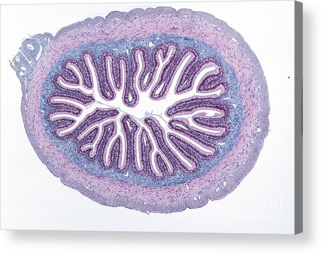 Lm Acrylic Print featuring the photograph Simple Columnar Epithelium. Lm X4 by Carolina Biological Supply Company/science Photo Library
