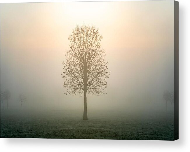 Trees Acrylic Print featuring the photograph Single Lone Tree Silhouette Standing by Matthew Troke