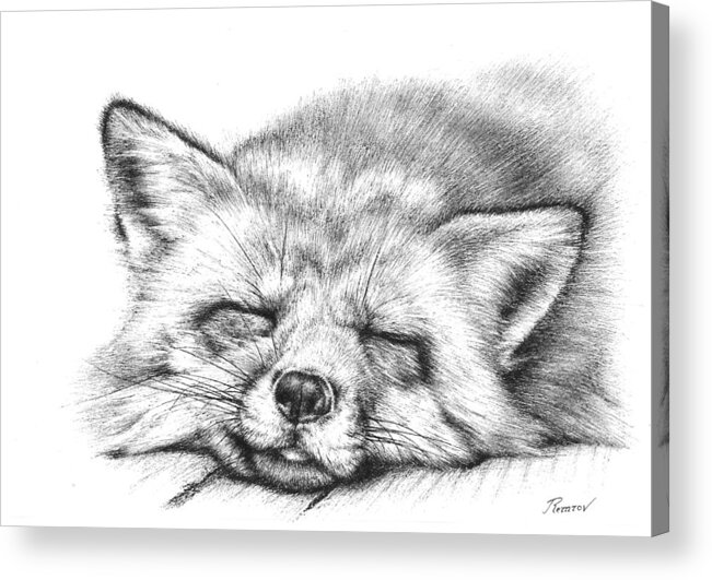 Fox Acrylic Print featuring the drawing Sleepy Fox by Casey 'Remrov' Vormer