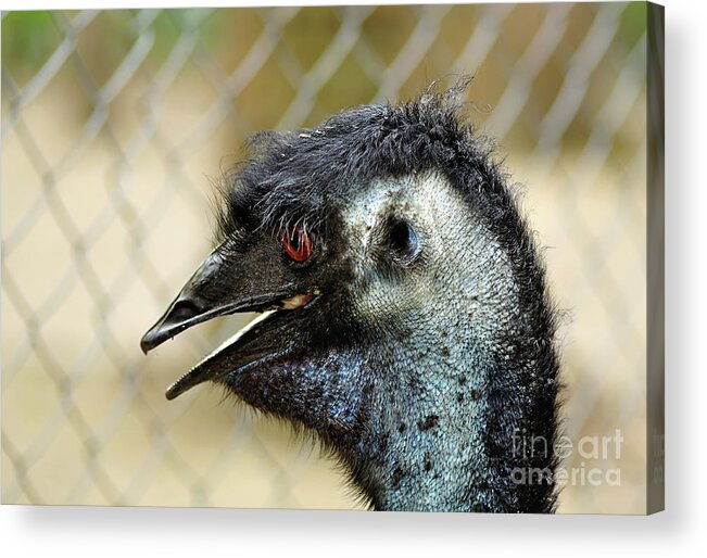 Photography Acrylic Print featuring the photograph Smiley Face Emu by Kaye Menner