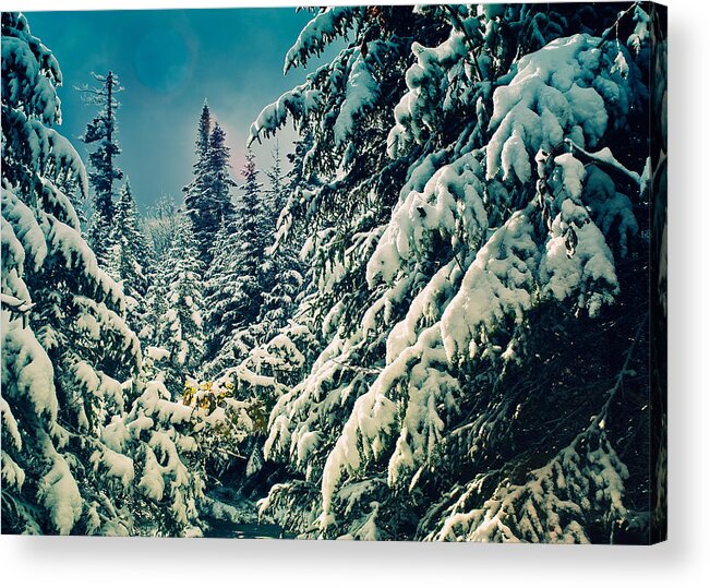Snow Acrylic Print featuring the photograph Snow Covered Spruce Trees by Daniel J. Grenier