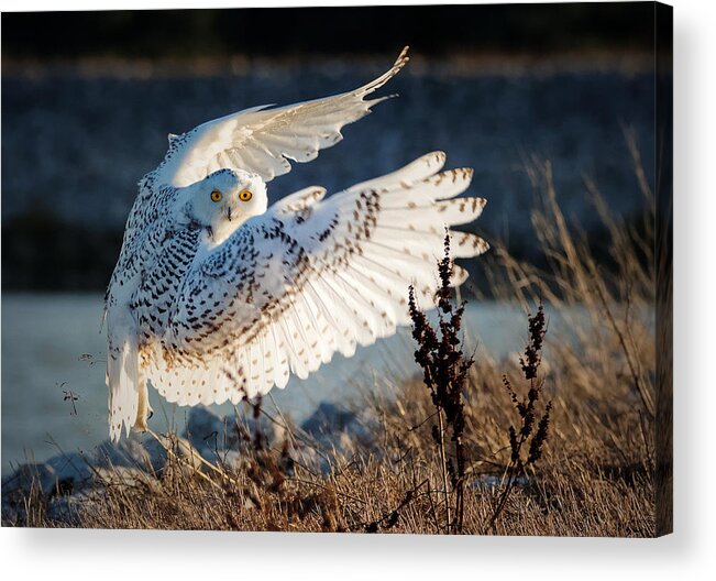 Owl Acrylic Print featuring the photograph Snowy Owl Taking Off by Ming H Yao