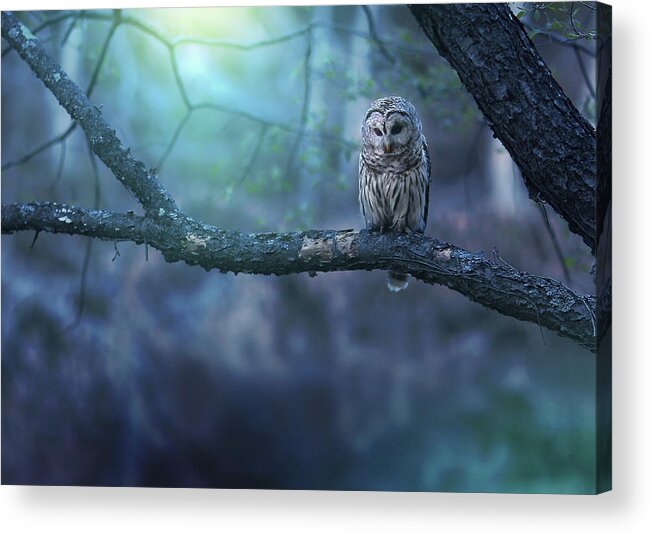 Owl Acrylic Print featuring the photograph Solitude - Landscape by Rob Blair