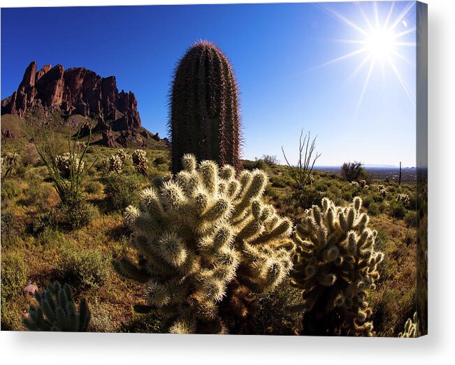 Saguaro Cactus Acrylic Print featuring the photograph Sonora Desert by Norm Cooper