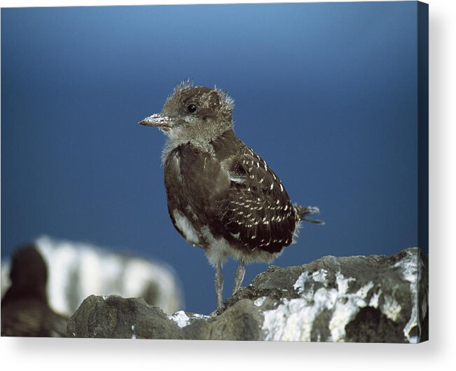 Animal Acrylic Print featuring the photograph Sooty Tern Chick Sterna Fuscata by Nhpa