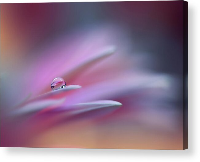 Flower Acrylic Print featuring the photograph Sound Of Colors.. by Juliana Nan