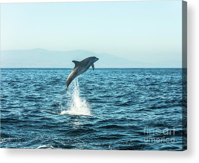 Animal Themes Acrylic Print featuring the photograph Spain, Bottlenose Dolphin Jumping by Westend61