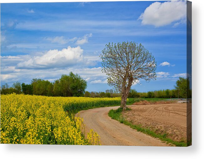 Tranquility Acrylic Print featuring the photograph Spain Countryside by Albert Photo