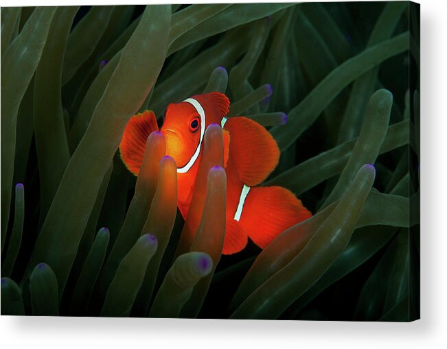 Underwater Acrylic Print featuring the photograph Spinecheek Anemonefish by Alastair Pollock Photography