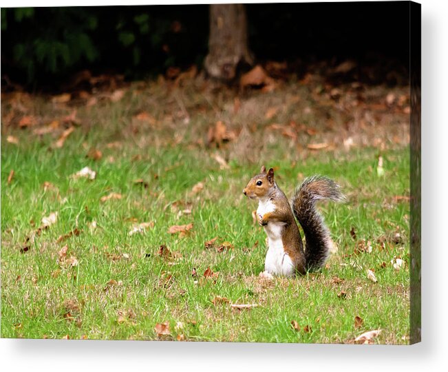 Acorn Acrylic Print featuring the photograph Squirrel stood up in grass by Scott Lyons