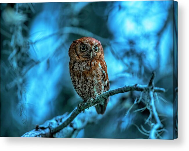 Easternscreechowl Acrylic Print featuring the photograph Screech Owl at Blue Hour by Justin Battles