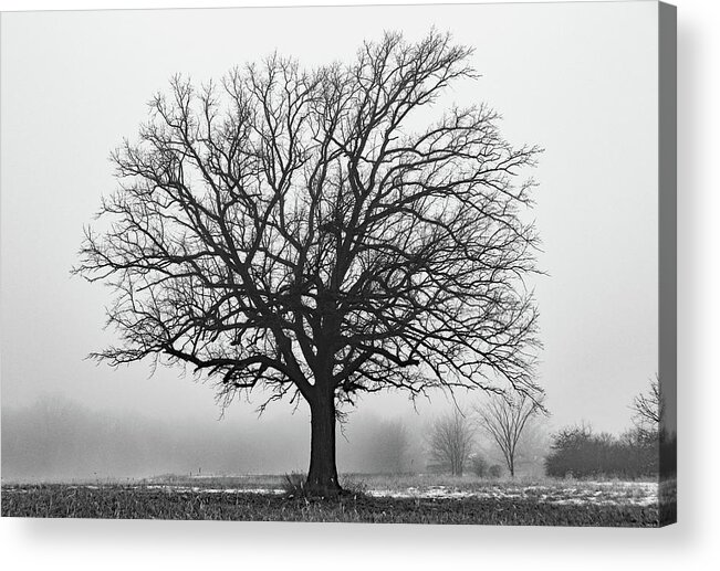 Bare Tree Acrylic Print featuring the photograph Standing Out in the Fog B W by David T Wilkinson