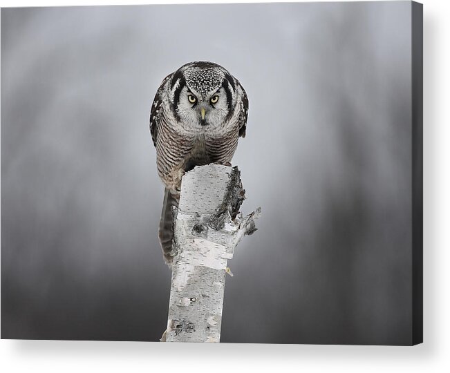 Northernhawkowl Acrylic Print featuring the photograph Stare Down With A Northern Hawk-owl by Jim Cumming