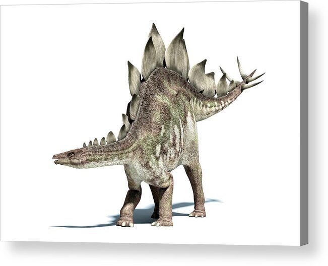 Prehistoric Era Acrylic Print featuring the digital art Stegosaurus Dinosaur, Artwork by Leonello Calvetti