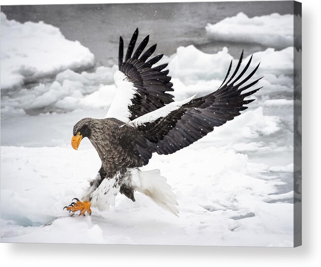 Eagle Acrylic Print featuring the photograph Still Want To Run? by Fion Wong