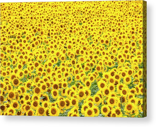 Sunflower Acrylic Print featuring the photograph Sunflowers Galore by Denise Bush