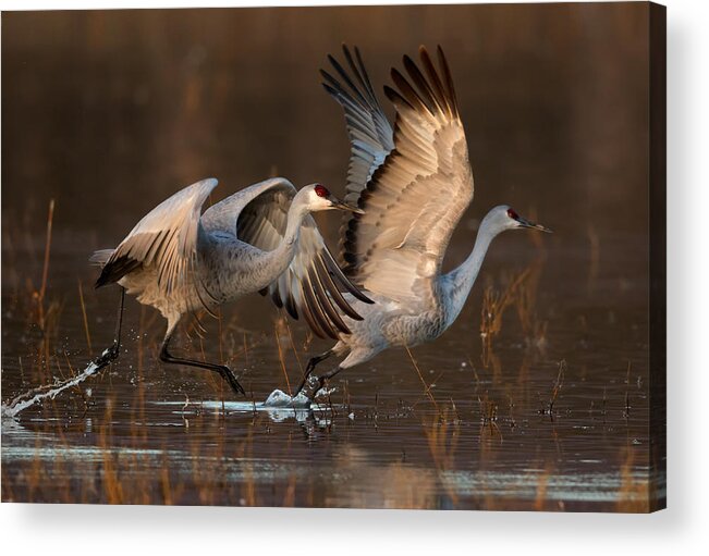 Sandhill Acrylic Print featuring the photograph Taking Off At Sunrise by Mary Jiang