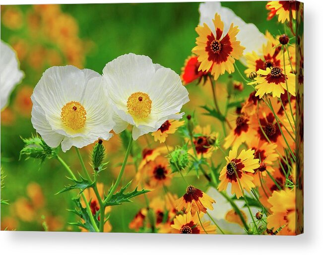 Texas Wildflowers Acrylic Print featuring the photograph Texas Wildflowers by Lynn Bauer