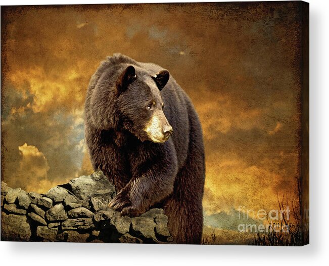 Bear Acrylic Print featuring the photograph The Bear Went Over The Mountain by Lois Bryan