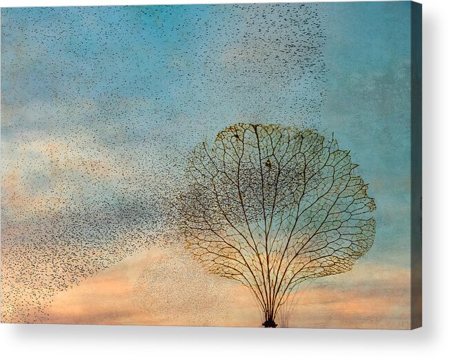#birds Acrylic Print featuring the photograph The Birds And The Tree by Hilda Van Der Lee