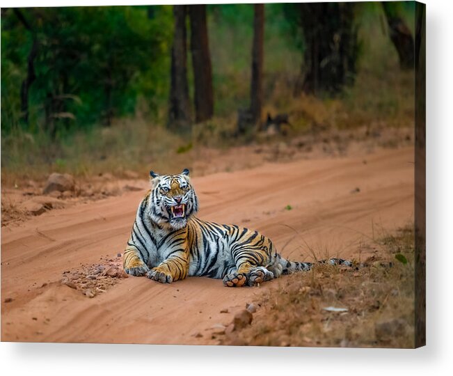 Tiger
Jungle
Wild
Bandhavgarh
India Acrylic Print featuring the photograph The Tiger Roars by Abhinav Sharma