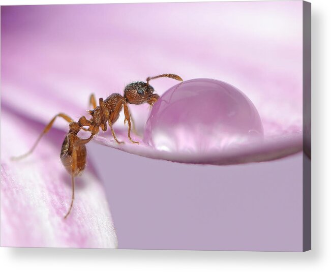 Ant Acrylic Print featuring the photograph Thirsty by Istvan Lichner