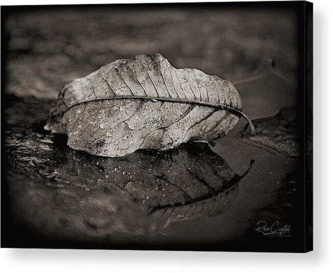 Fall Acrylic Print featuring the photograph This Fall I Fell... by Rene Crystal