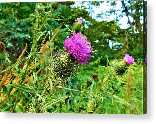 - Thistle Acrylic Print featuring the photograph - Thistle by THERESA Nye