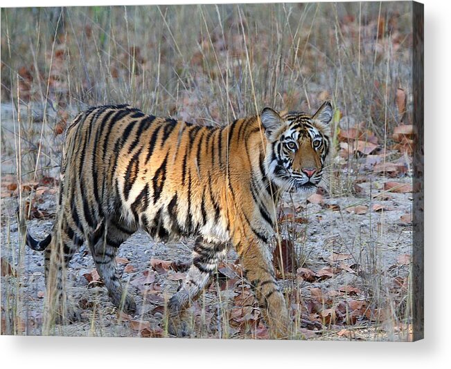 Animal Themes Acrylic Print featuring the photograph Tiger At Bandhavgarh by Photograph By Arunsundar