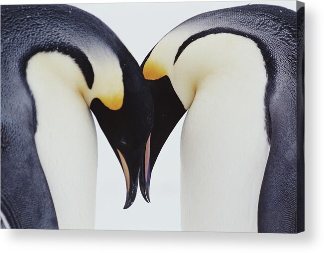 Emperor Penguin Acrylic Print featuring the photograph Two Emperor Penguins Aptenodytes by Joseph Van Os