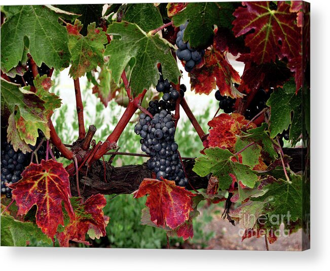 Wine Grapes In The Fall Acrylic Print featuring the photograph Vineyard in the Fall by Terri Brewster