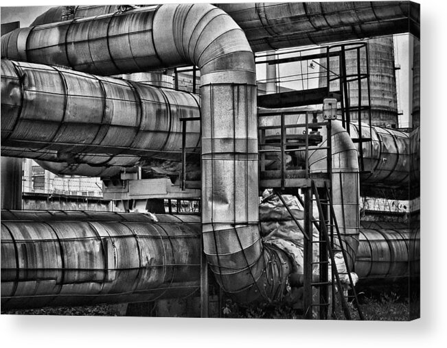 Piping Acrylic Print featuring the photograph Vipers Nest by Alexander Karman