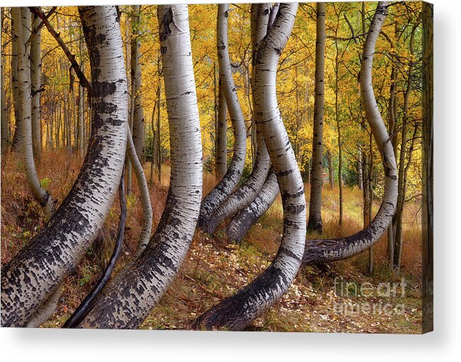 Colorado Acrylic Print featuring the photograph Warped Reality by Tom Schwabel
