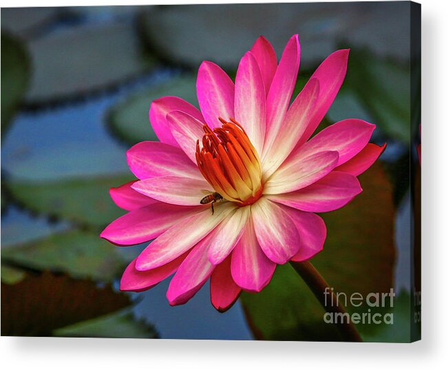 Lily Acrylic Print featuring the photograph Water Lily with Bee by Tom Claud
