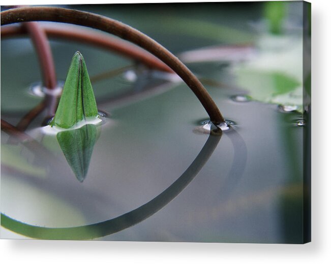Bud Acrylic Print featuring the photograph Waterlily Bud Piercing Through Water by Romana Chapman