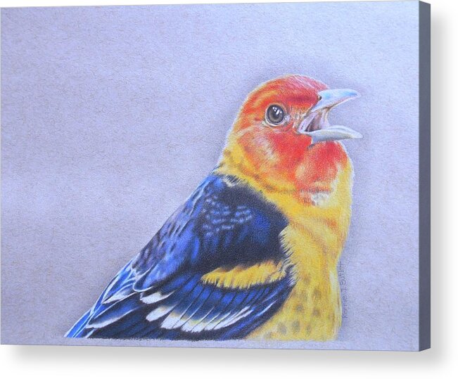 Western Tanager Acrylic Print featuring the drawing Western Tanager - Male by Karrie J Butler