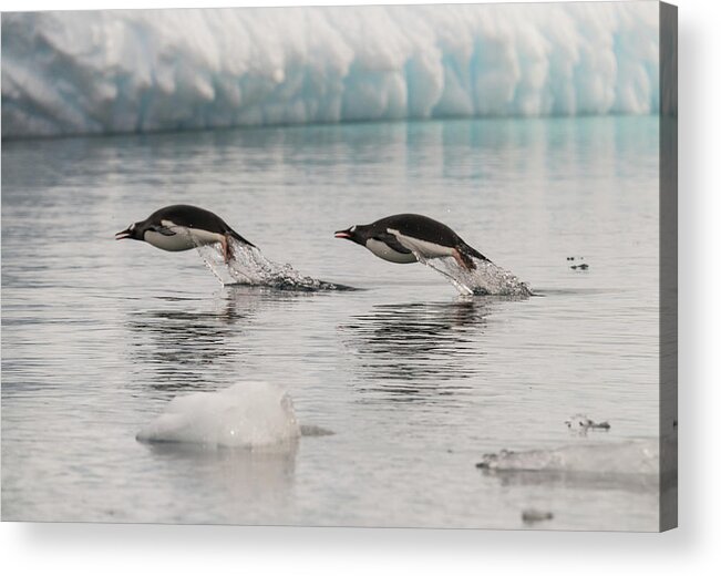 Penguins Acrylic Print featuring the photograph When Penguins Fly by Alex Lapidus