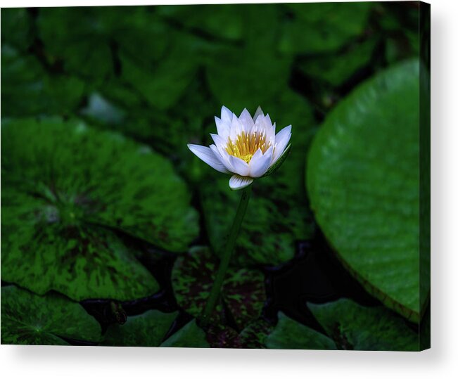 Lily Acrylic Print featuring the photograph White Lotus by Jade Moon
