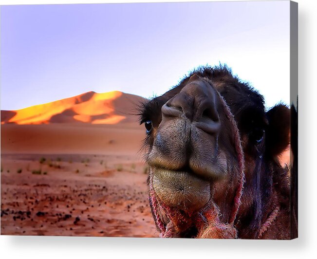 Working Animal Acrylic Print featuring the photograph Whoa Camel by Image By Craig Huxtable
