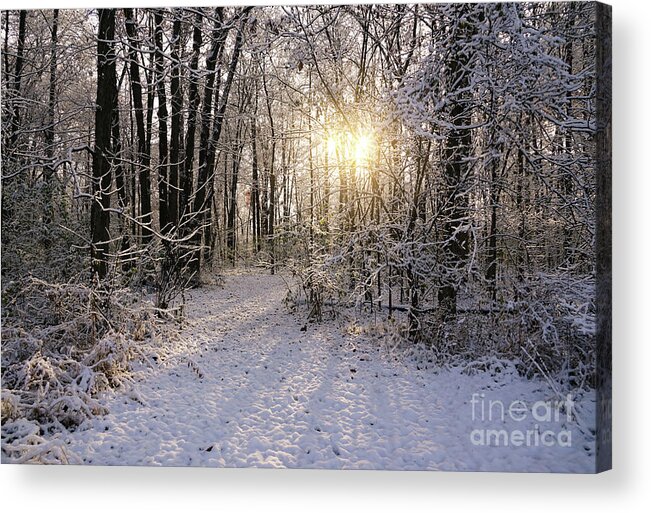 Winter Woods Sunlight Acrylic Print featuring the photograph Winter Woods Sunlight by Rachel Cohen