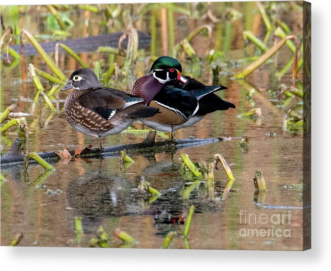 Wood Duck Acrylic Print featuring the photograph Wood Duck Pair by Michael Dawson