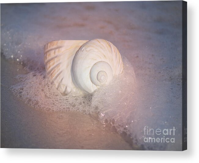 Shells Acrylic Print featuring the photograph Worn By The Sea by Kathy Baccari