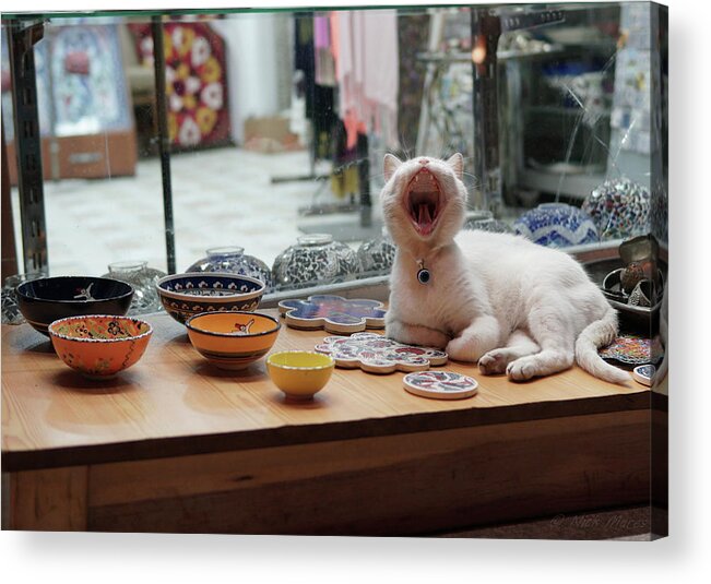 Cat Acrylic Print featuring the photograph Yawning Cat by Nick Mares