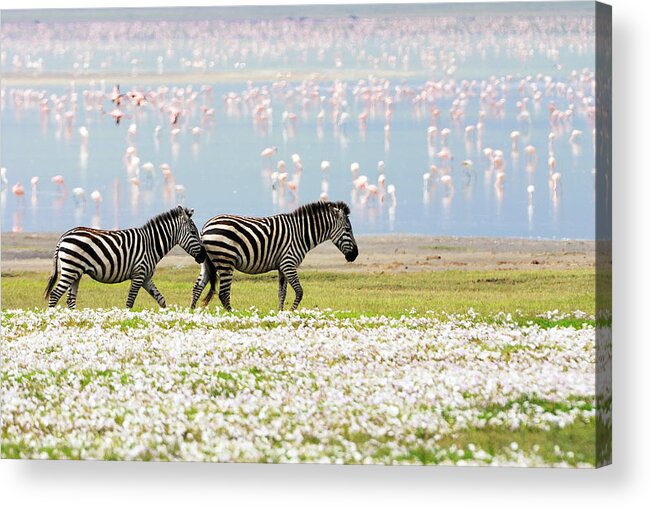 Eco Tourism Acrylic Print featuring the photograph Zebras, Flowers And Flamingos by Freder