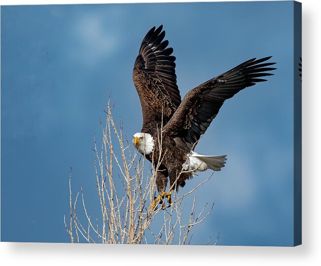 Raptor Acrylic Print featuring the photograph American Bald Eagle #1 by Rick Mosher