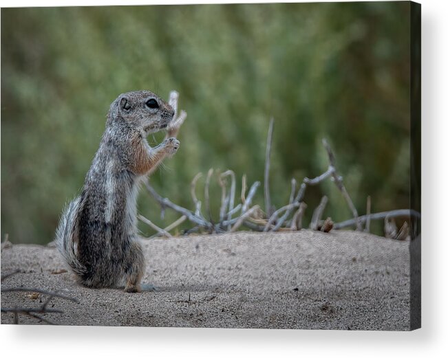 Lahontan Acrylic Print featuring the photograph California Ground Squirrel #1 by Rick Mosher