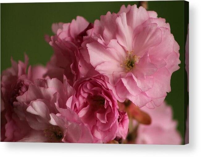 Cherry Acrylic Print featuring the photograph Cherry Blossom #1 by Jane Ford