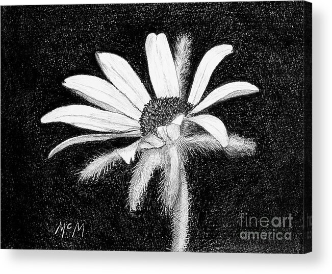 Daisy Acrylic Print featuring the drawing Daisy #1 by Garry McMichael