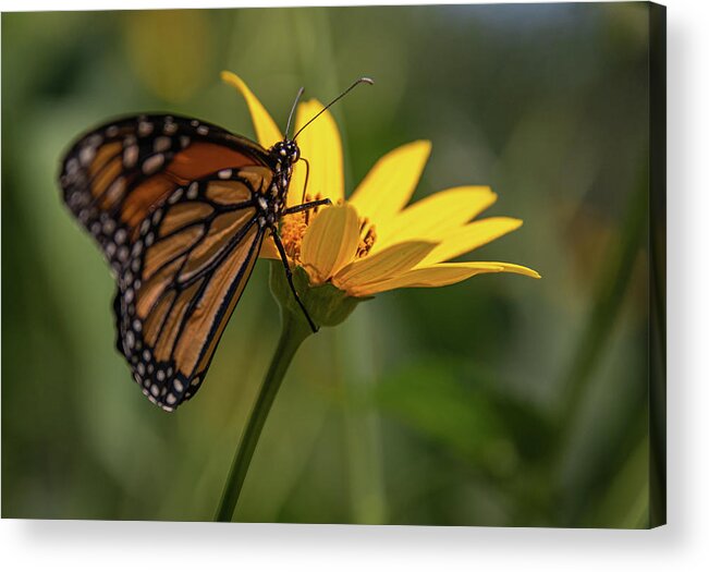 Monarch Butterfly Acrylic Print featuring the photograph Lunch Time #1 by Kristopher Schoenleber
